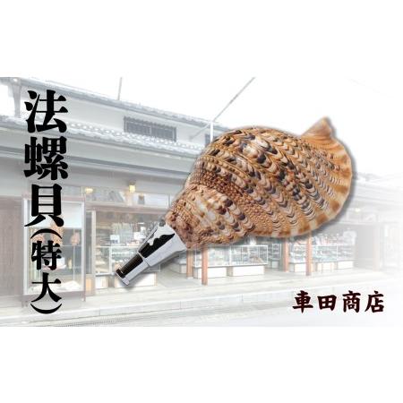 ふるさと納税 法螺貝（特大）《車田商店》 奈良県吉野町
