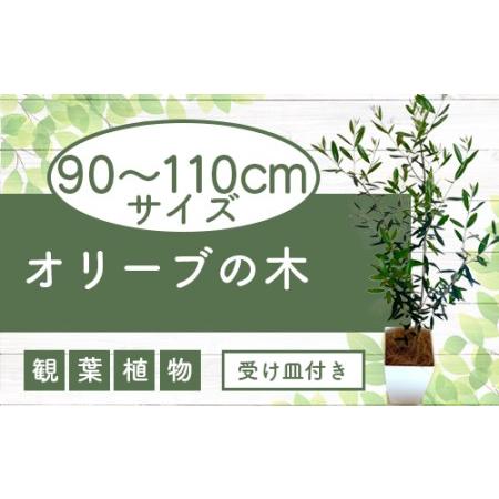 ふるさと納税 5月〜発送【観葉植物】オリーブの木90cm〜110cm(Green Base/027-...