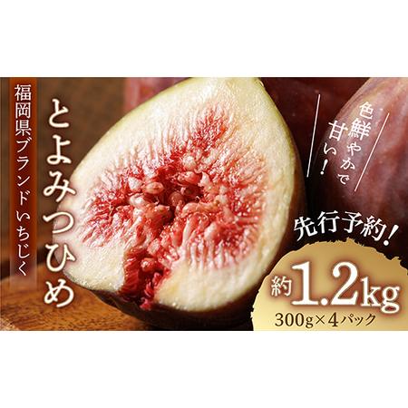 ふるさと納税 福岡県ブランド いちじく 「とよみつひめ」約1.2ｋｇ(約300ｇ×4パック) 3S2...