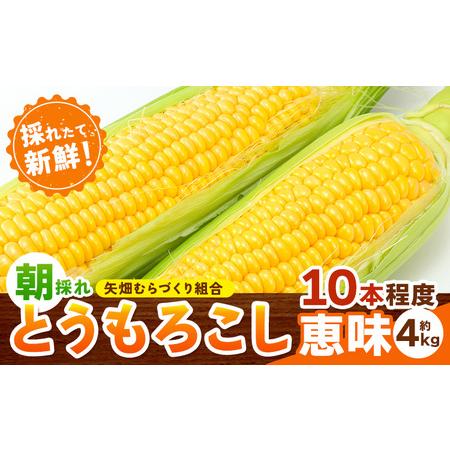 ふるさと納税 とうもろこし 恵味 約4kg 10本入り 朝採れ クール便 野木町産 矢畑むらづくり組...