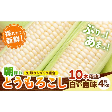 ふるさと納税 とうもろこし 白い恵味 約4kg 10本入り 朝採れ《2026年6月下旬-7月下旬頃出...