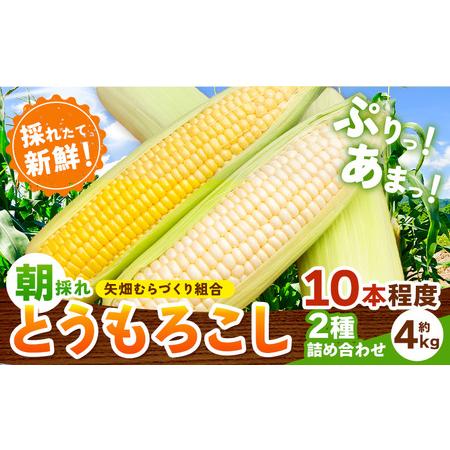 ふるさと納税 とうもろこし白黄ミックス約4kg《2026年6月下旬-7月下旬頃出荷》恵味白い恵味 栃...