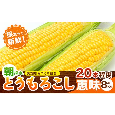 ふるさと納税 とうもろこし 恵味 約8kg 20本入り朝採れ《2026年6月下旬-7月下旬頃出荷》 ...
