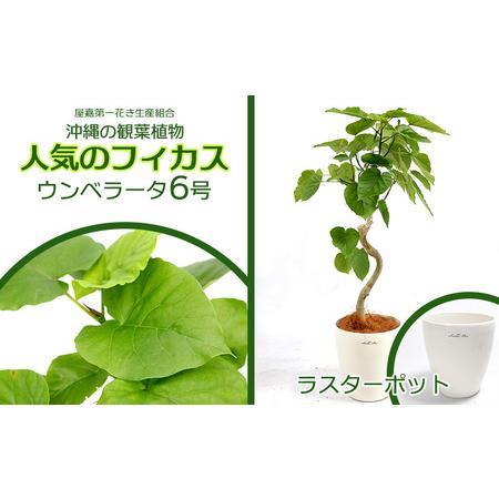 ふるさと納税 ★沖縄の観葉植物 人気のフィカス ウンベラータ6号 ラスターポット 沖縄県金武町