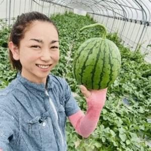 ふるさと納税 【今帰仁のすいか・ギフト箱】かり...の詳細画像3
