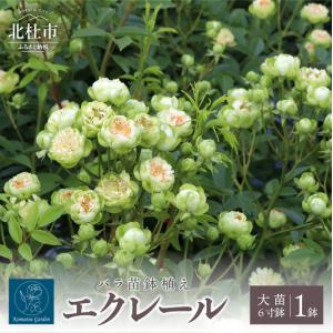 ふるさと納税 バラ苗鉢植え「エクレール」 [h1...の商品画像