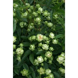 ふるさと納税 バラ苗鉢植え「エクレール」 [h...の詳細画像1