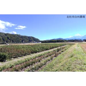 ふるさと納税 バラ苗鉢植え「エクレール」 [h...の詳細画像3
