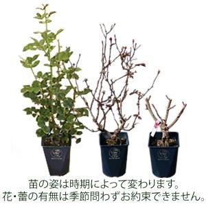ふるさと納税 バラ苗鉢植え「エクレール」 [h...の詳細画像4