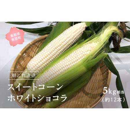 ふるさと納税 南部町産 朝採れスイートコーン（ホワイト種）5kg箱  2026年収穫分＜数量限定＞【...