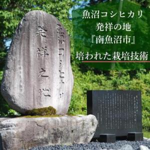 ふるさと納税 【JAみなみ魚沼定期便】特別栽培...の詳細画像3