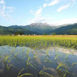 ふるさと納税 【JAみなみ魚沼定期便】特別栽培...の詳細画像4
