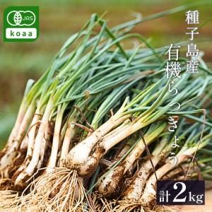 ふるさと納税 たねがしま らっきょう 誠農園 ( 種子島 有機 JAS 根つき