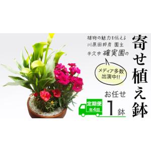 ふるさと納税 《 3ヶ月に1回お届け！年4回 定期便 》【 確実園 オリジナル 】 寄せ植え （おまかせ1点） 茨城県牛久市