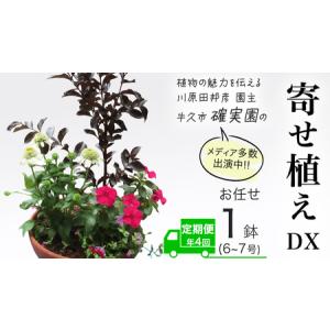 ふるさと納税 《 3ヶ月に1回お届け！年4回 定期便 》【 確実園 オリジナル 】 寄せ植え DX（おまかせ1点） 茨城県牛久市
