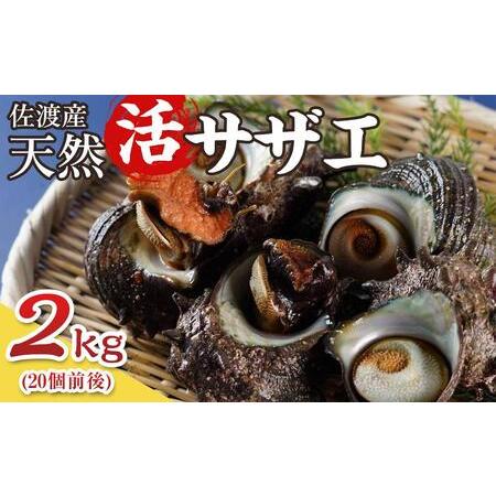 ふるさと納税 サザエ 冷凍 佐渡産 2kg ( 約20個 ) 新潟県佐渡市