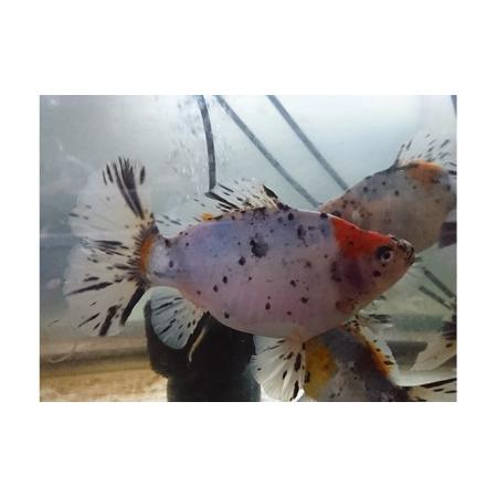 ふるさと納税 尾がハート型の寿恵廣錦（すえひろにしき） 地域のお礼の品 カタログ 生き物 ガラス水槽...