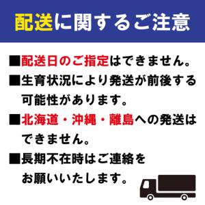ふるさと納税 【12回】フルーツ定期便 旬のフ...の詳細画像4