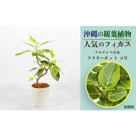 ふるさと納税 沖縄の観葉植物 人気のフィカス アルテシマ6号 ラスターポット 沖縄県うるま市