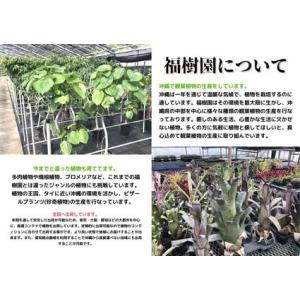 ふるさと納税 沖縄の観葉植物 人気のフィカス ...の詳細画像3
