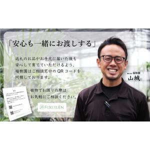 ふるさと納税 沖縄の観葉植物 人気のフィカス ...の詳細画像4