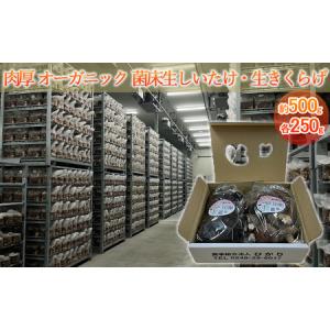 ふるさと納税 オーガニック 菌床生しいたけ・生きくらげ 約500g（各250g） 福島県泉崎村｜furunavi