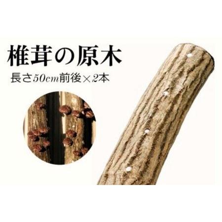 ふるさと納税 111．我が家で栽培してみよう　ジャンボ椎茸の原木 鳥取県若桜町