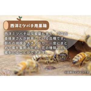 ふるさと納税 西洋ミツバチ用飼育箱 西洋 ミツ...の詳細画像1