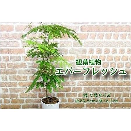 ふるさと納税 066-02-1 観葉植物 エバーフレッシュ7号サイズ1鉢 鹿児島県南九州市