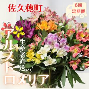 ふるさと納税 定期便６回便　切り花 アルストロメリア【生花・多少の茎曲がり有　花丈70cm・35本前後】４〜９月（KS-T505） 長野県佐久穂町