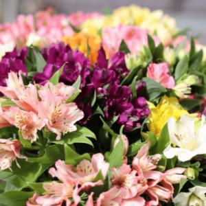 ふるさと納税 定期便6回便 切り花 アルストロ...の詳細画像1
