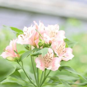 ふるさと納税 定期便6回便 切り花 アルストロ...の詳細画像3