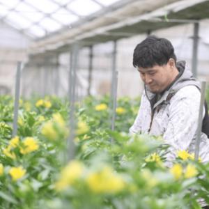 ふるさと納税 定期便6回便 切り花 アルストロ...の詳細画像4