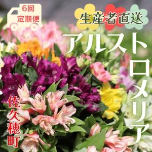 ふるさと納税 定期便6回便 切り花 アルストロメ...の商品画像