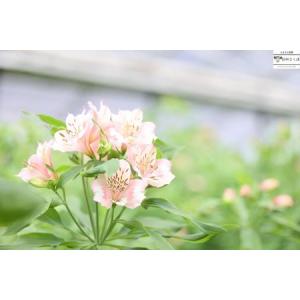 ふるさと納税 定期便6回便 切り花 アルストロ...の詳細画像3