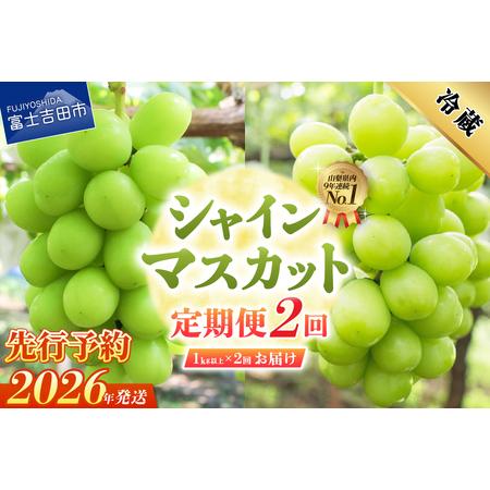 ふるさと納税 厳選シャインマスカット1kg以上×2回配送【2026年発送先行予約】シャインマスカット...