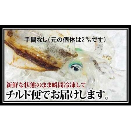 ふるさと納税 瞬間冷凍アオリイカ（手間なし）　1.6kg 高知県中土佐町