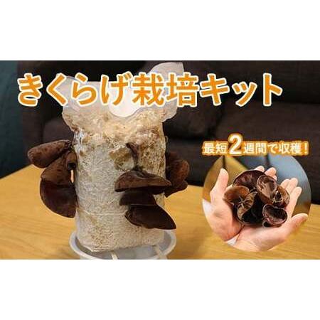 ふるさと納税 Y201 おうちでかんたん！純国産きくらげ栽培キット 鳥取県八頭町