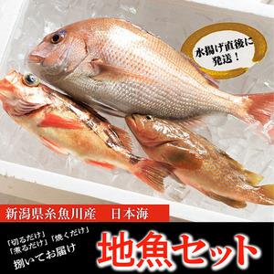 ふるさと納税 プロが選んだ！魚屋の鮮魚詰め合わせセット（刺身用１種と塩焼・煮付用下処理済各１匹づつ）...