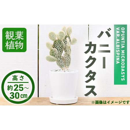 ふるさと納税 ＜観葉植物＞バニーカクタス(3.5号) (陶器鉢・受け皿付)観葉植物 植物 インテリア...