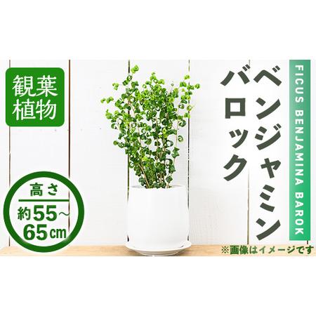 ふるさと納税 ＜観葉植物＞ベンジャミン バロック(6号) (陶器鉢・受け皿付) 観葉植物 インテリア...