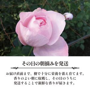 ふるさと納税 バラ 花束 ブーケ 朝摘み Lサ...の詳細画像2
