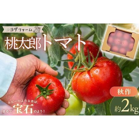 ふるさと納税 【中央市共通返礼品】秋作 トマト 桃太郎 約2kg とまと 野菜 やさい 2キロ 季節...