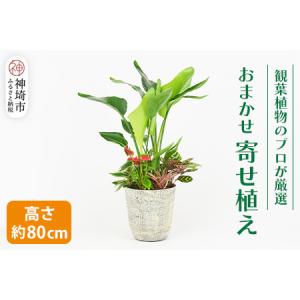 ふるさと納税 オリジナルアレンジ観葉植物　Lサイズ (H086106) 佐賀県神埼市