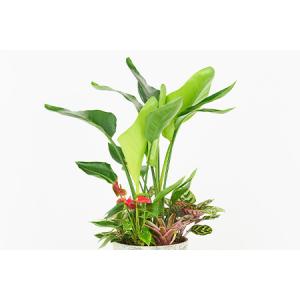 ふるさと納税 オリジナルアレンジ観葉植物 Lサ...の詳細画像1