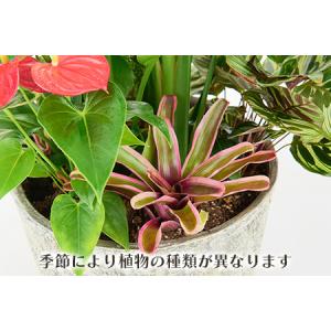 ふるさと納税 オリジナルアレンジ観葉植物 Lサ...の詳細画像2