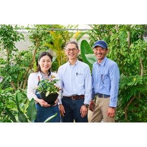 ふるさと納税 オリジナルアレンジ観葉植物 Lサ...の詳細画像4