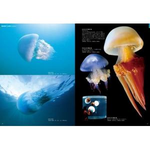 ふるさと納税 清水町ふるさと大使 海洋生物写真...の詳細画像1