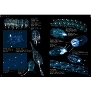 ふるさと納税 清水町ふるさと大使 海洋生物写真...の詳細画像3