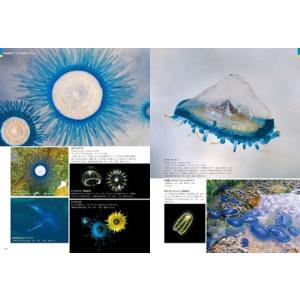 ふるさと納税 清水町ふるさと大使 海洋生物写真...の詳細画像4